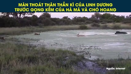 MÀN THOÁT THÂN THẦN KÌ CỦA LINH DƯƠNG TRƯỚC GỌNG KỀM CỦA HÀ MÃ VÀ CHÓ HOANG