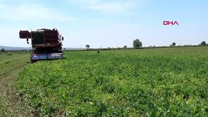 MANİSA Saruhanlı'da pamuğa alternatif ürün bezelyede hasada başlandı