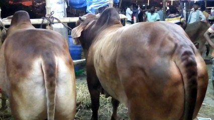 _Raja Babu Cow Qurbani Goru রাজা বাবু কোরবানীর গরু