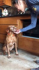 Very Patient Vizsla Delicately Devours Treats