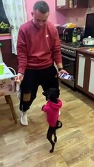 Doggy Dances Along With Its Person