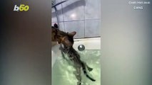 Cat vs. Bath! Watch at This Mama Cat Saves Her Son Who Got Stranded in Bathtub Corner!