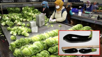 Koronavirüs sürecinde minyatür sebzelerde talep patlaması yaşandı