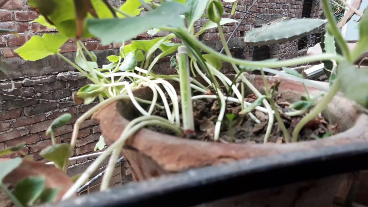 বারান্দায় বাগান করার চেষ্টা।