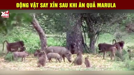 Động vật say xỉn sau khi ăn quả Marula
