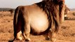 Top 10 FATTEST Wild Animals Ever Seen | Collbold