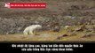 Biến đổi khí hậu: Gấu Bắc Cực gầy trơ xương