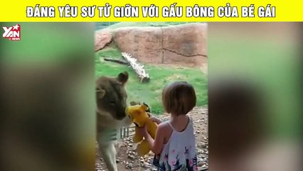 Sư tử giỡn với gấu bông của bé gái