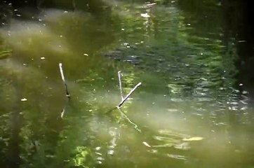 This is very interesting fishing video when i was in my village i  take this awesome video by my camera.