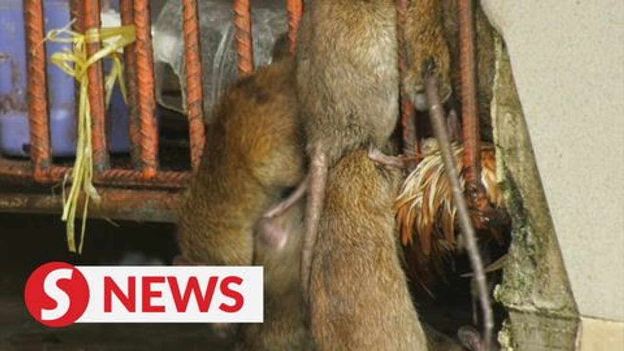 Rats! Rodents have a field day at PJ Old Town market during closure