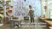 From confinement to cuddles: Bangkok cats welcome customers back to their cafes