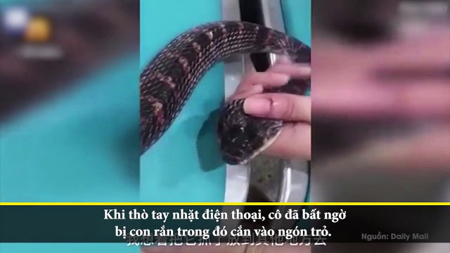 Bị rắn lạ cắn sợ trúng độc, cô gái trẻ chơi cứng vặn cổ con rắn mang đến bệnh viện ai thấy cũng sốc