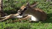 Lion Rescue Baby Impala From Five Cheetah - Brave Wildebeests Knock Down Herd Ch