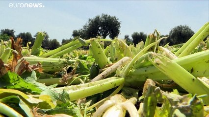 Italia propone dar papeles a los migrantes para que recojan las cosechas