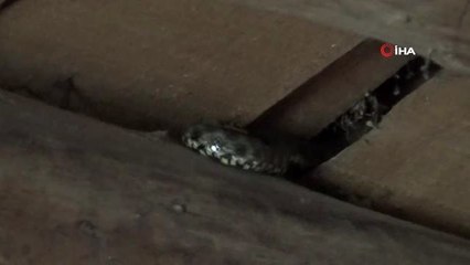 Yılanlar evi bastı