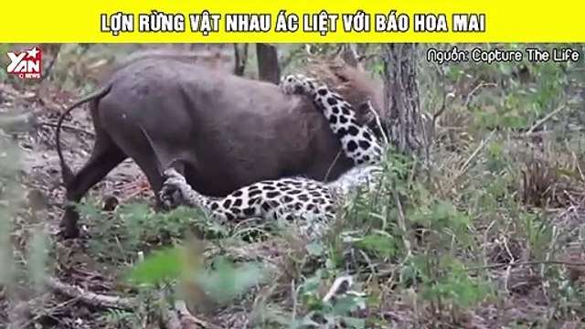 Lợn rừng vật nhau ác liệt với báo hoa mai giữa chốn rừng hoang
