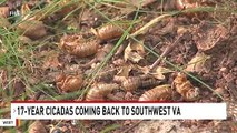 After 17 Years Underground, Cicadas Are Ready To Emerge In Southeastern US