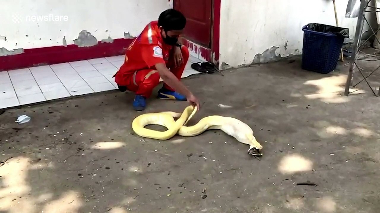 Albino Burmese python swallows rooster.WHOLE after raiding chicken farm