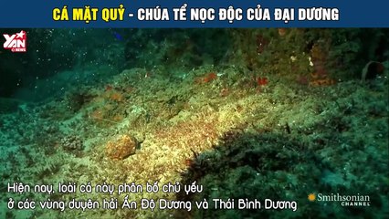 Cá mặt quỷ - Chúa tể nọc độc của đại dương