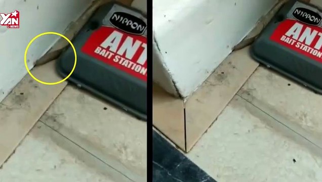 'Quái vật' mình sâu đuôi chuột kỳ dị khiến người nhìn khiếp đảm