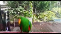 Awesome Funny Birds Video Compilation - Hardest Try Not To Laugh Challenge - Cute And Funny Parrots