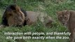 Two rare six-week-old Asiatic lion cubs play at Jerusalem Zoo