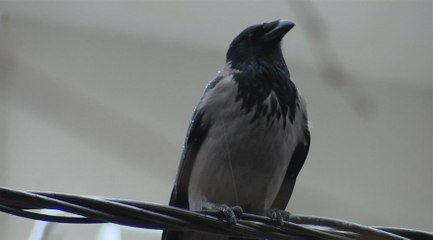 Elazığ'da karganın çıkardığı ses şaşırttı