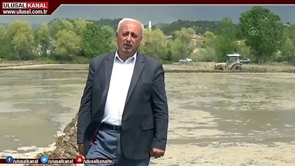 Sinop'ta çeltik ekimine başlandı