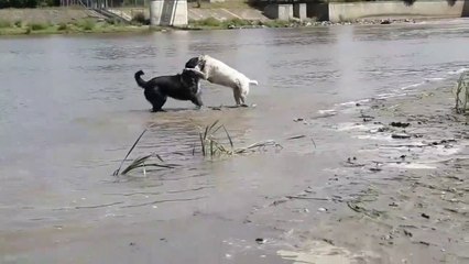 ALABAY COBAN KOPEGi vs ALABAY - ALABAi SHEPHERD DOG vs ALABAi DOG