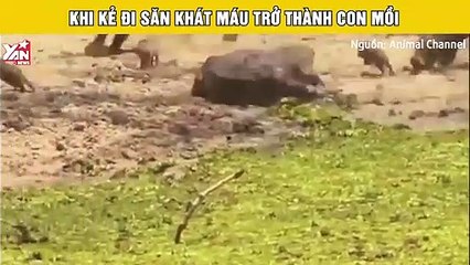 Đại chiến sinh tồn trong thế giới hoang dã: khi kẻ đi săn khát máu trở thành con mồi