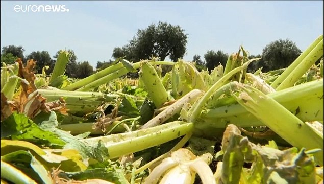 En Italie, vers une régularisation massive pour les sans-papiers ?