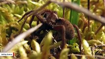 Wolf Spiders Turning To Cannibalism In Arctic: Study