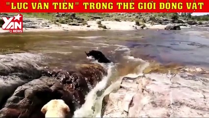 ở thế giới động vật ra tay cứu giúp kẻ gặp nạn