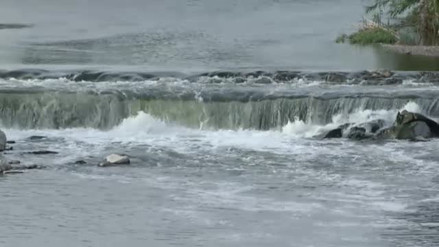 Las nutrias vuelven al río Besós