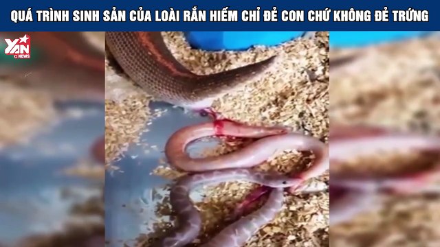 Há hốc mồm khi quan sát quá trình sinh sản của loài rắn hiếm chỉ đẻ con chứ không đẻ trứng
