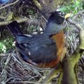 Regardez qui rapplique quand maman oiseau n'est pas au nid