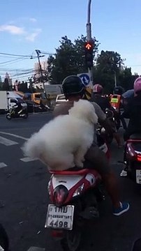 Ce chien à moto est le passager parfait... Tellement drôle
