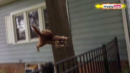 Ce raton laveur fait une prise de catch à un chien