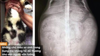 15 ảnh X-quang khi động vật mang thai