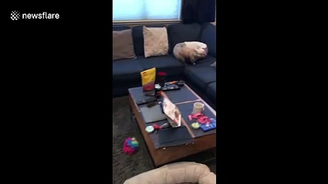 "Too fast too frenchy?' French bulldog in California drifts in hardwood floor as it tries to run fast