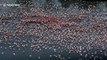 Thousands of flamingos continue to gather on Indian lake amid lockdown