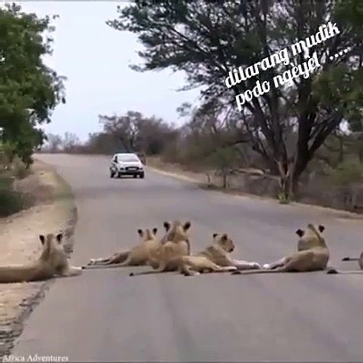 Singa lagi santai ..jangan ganggu ya ..