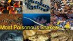 Top 10 poisonous snakes in the world | most venomous snakes | most dangerous snakes | poisonous snakes in the world