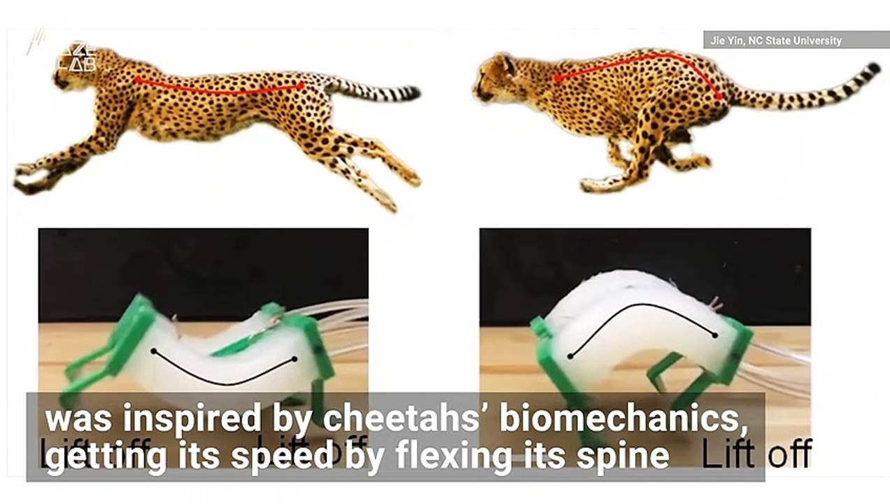 Cheetahs Inspire Robot That's 3 Times Faster Than Others Like It