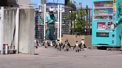 حوض مائي ياباني ينظم "جلسات تعارف" بين حيواناته خلال فترة الإغلاق