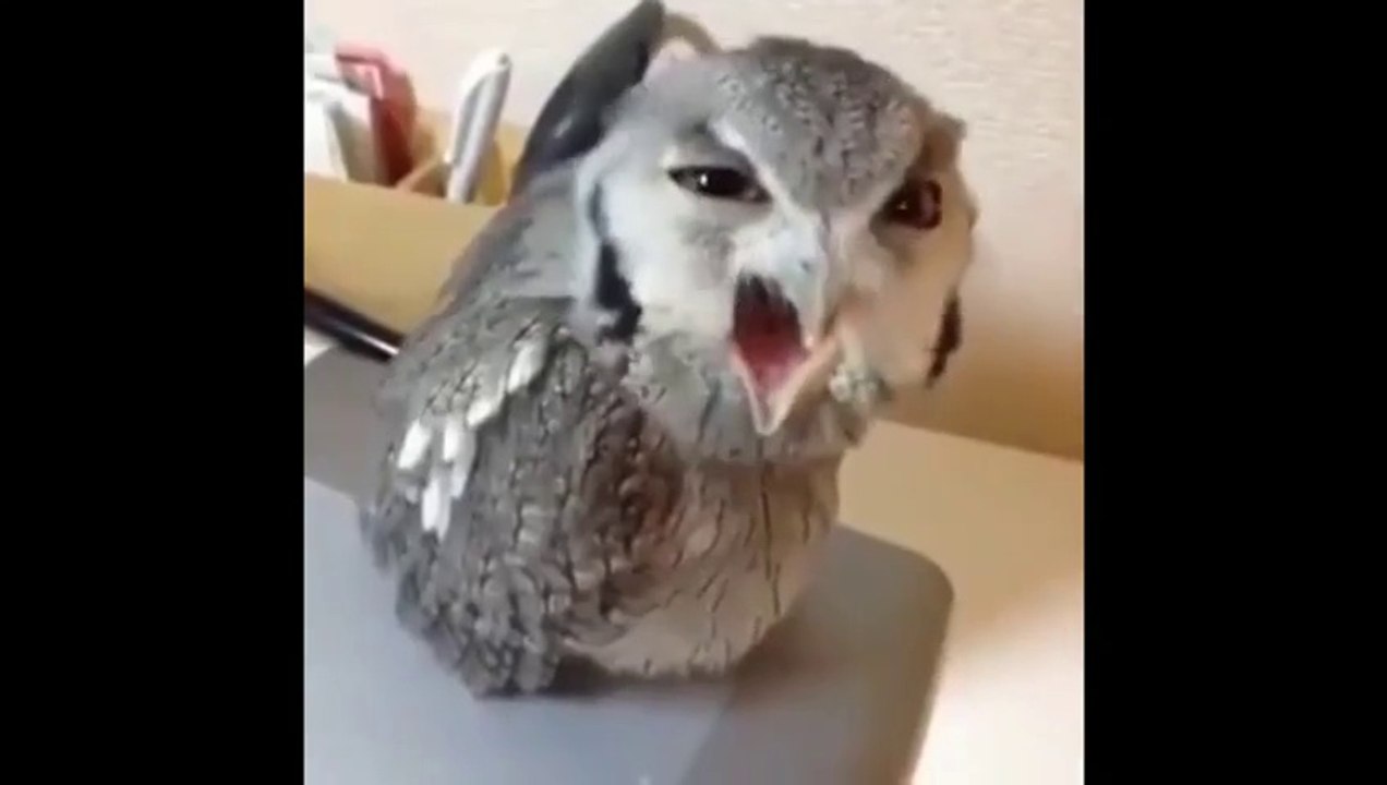 Funny video Funny Animals video