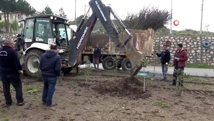 Sındırgı'da 3 bin ağaç toprakla buluştu