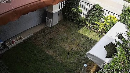 Playful Cats Burst Through Outdoor Sun Shelter