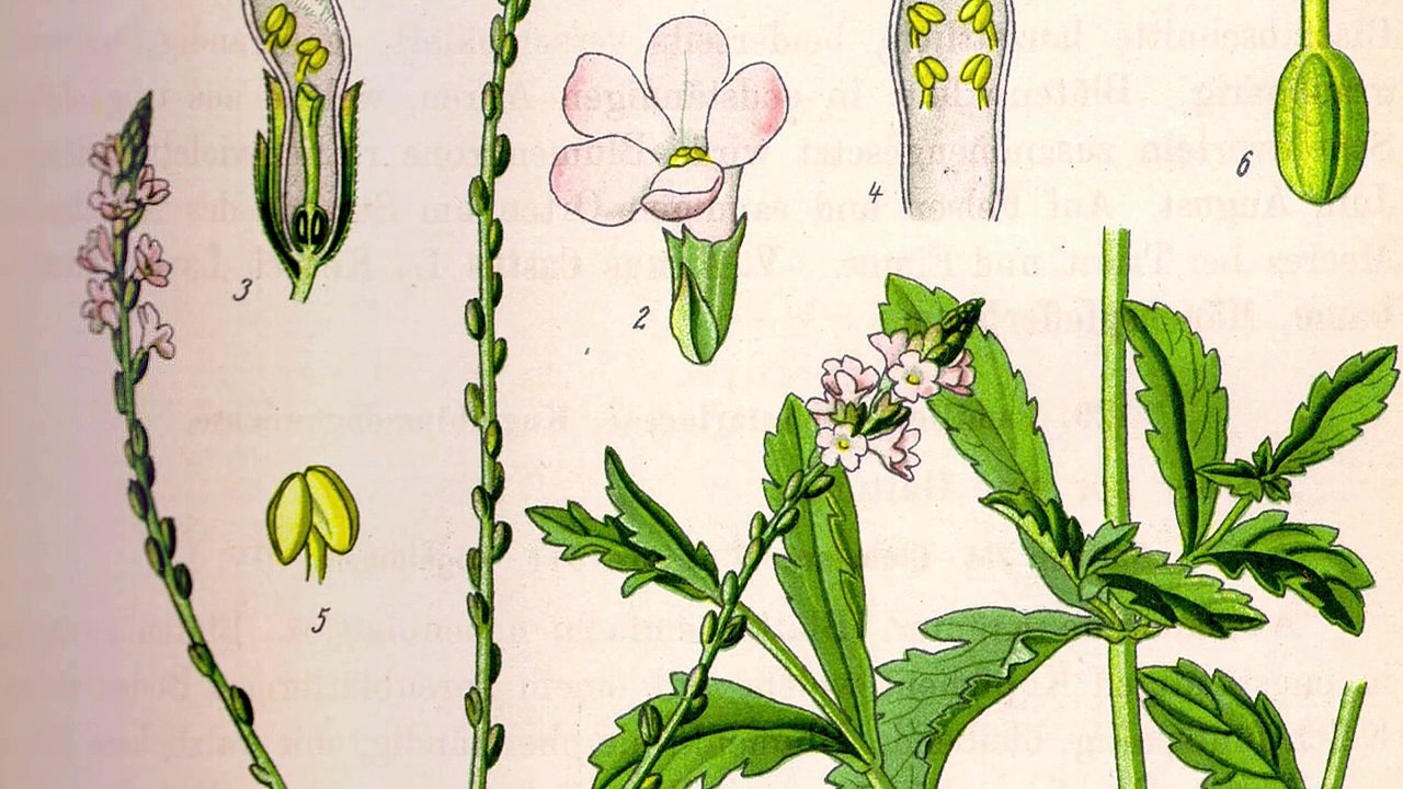 VERBENA Propiedades curativas: Ansiedad, Cicatrizante, Antibiótico, Circulación, Cicatrizante