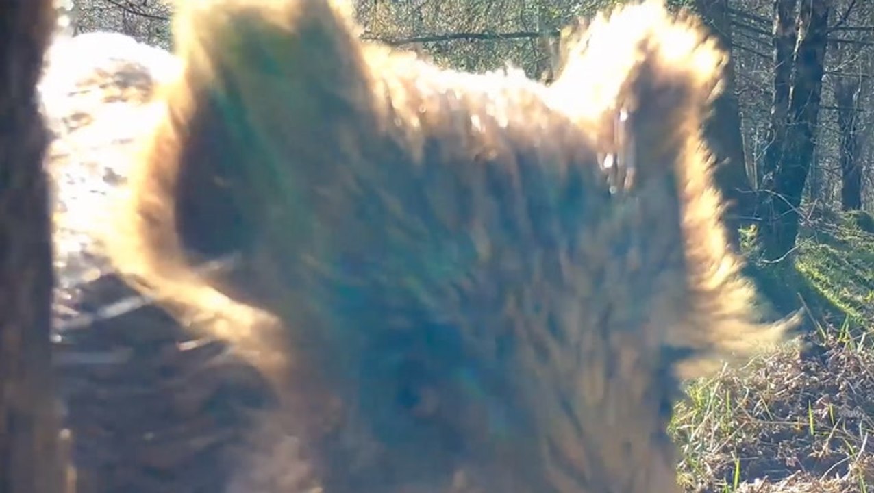 Wild Boars Get Up Close And Personal With Trail Cam